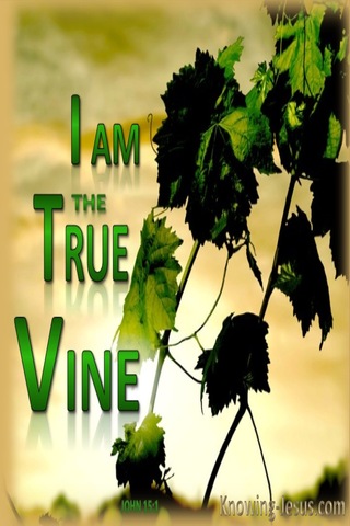 John 15:1 The True Vine (green)